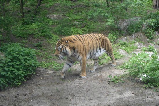 Stare Zoo Poznań